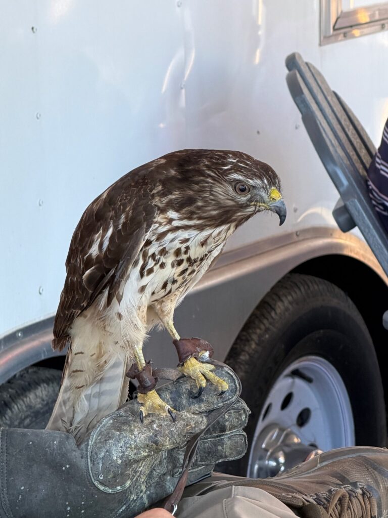 Red Tailed Hawk @ Potomac Ridge Brewery