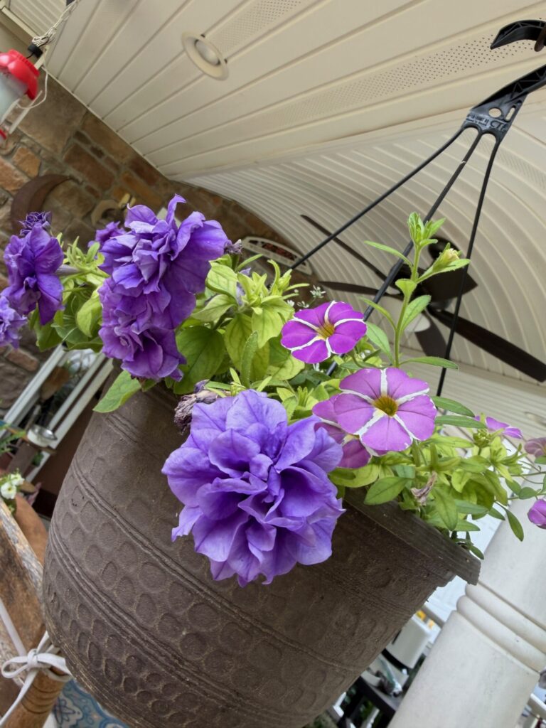 Beautiful purple flowers