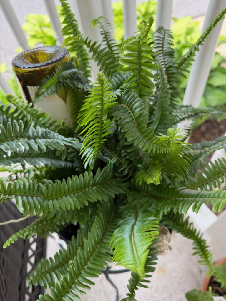 Fern from Town & Country Nursery